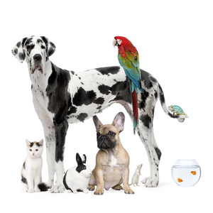 Other Pets