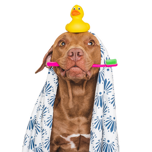 Pet Health