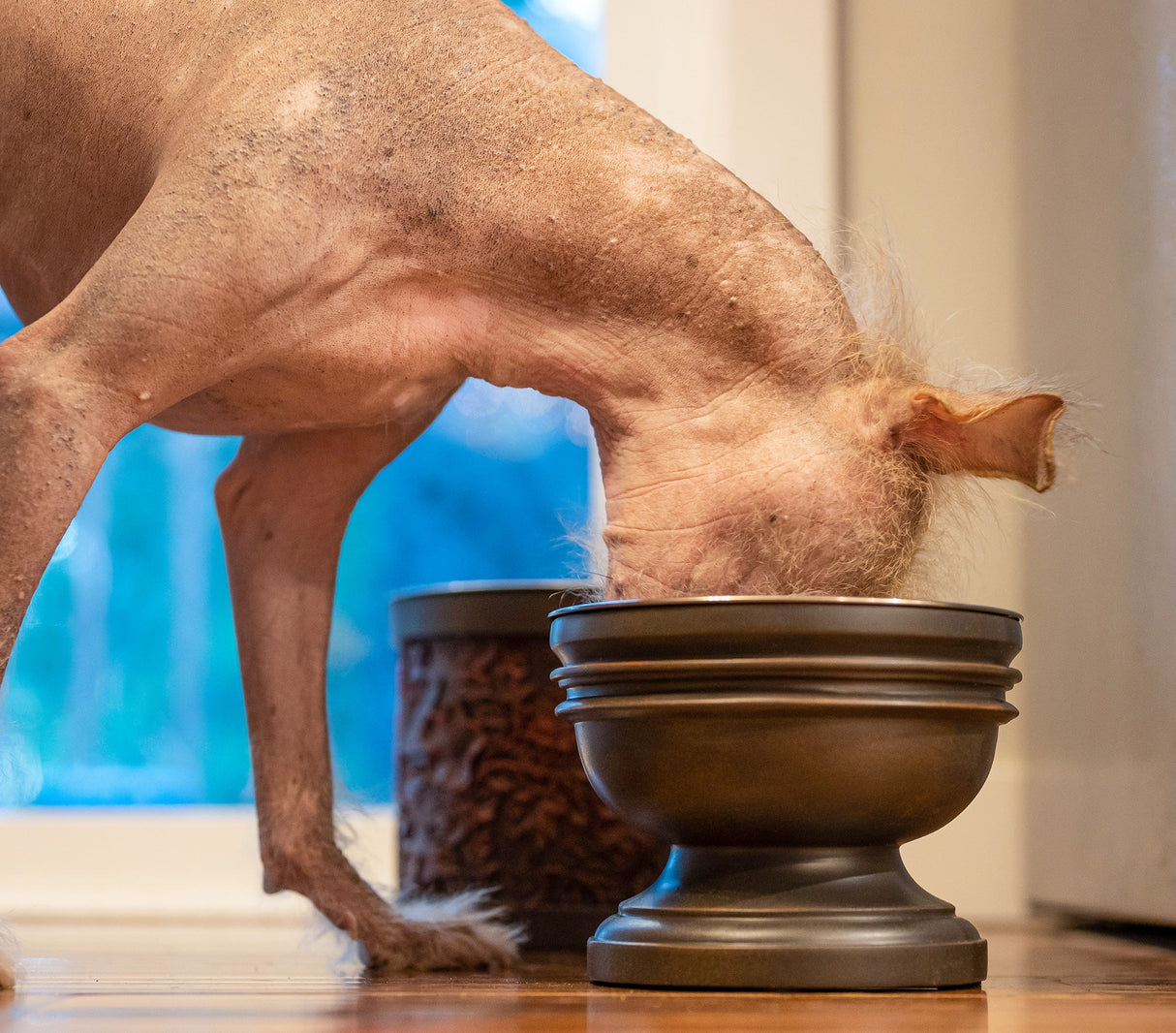 Summit Elevated Dog Bowl from Pet Junkie