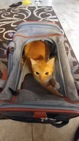 Mr. Peanut's Gold Series Standard Size Airline Compliant Pet Carrier from Mr. Peanut's Pet Carriers