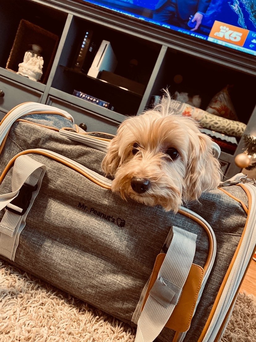 Mr. Peanut's Platinum Series Expandable Pet Carrier from Mr. Peanut's Pet Carriers