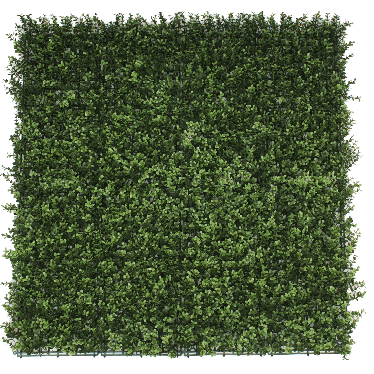 Natural Artificial Boxwood Wall 40" x 40" 11SQ FT Commercial Grade UV Resistant from Designer Plants USA