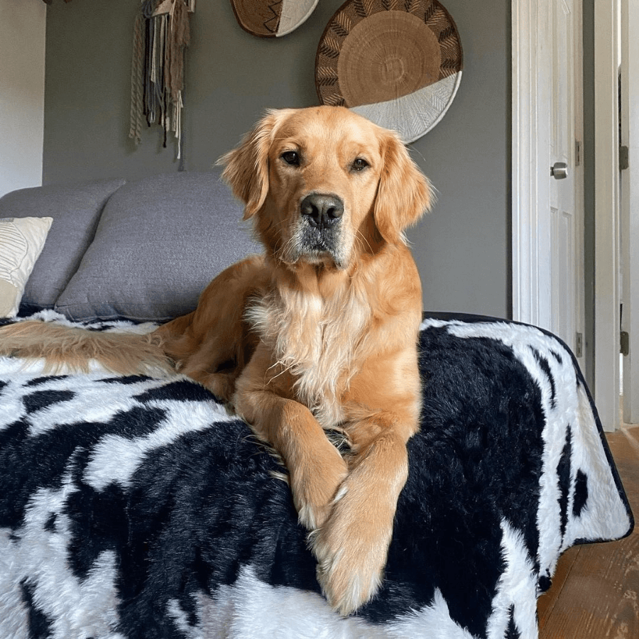 PupProtector™ Waterproof Throw Blanket - Black Faux Cowhide from Paw.com