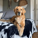 PupProtector™ Waterproof Throw Blanket - Black Faux Cowhide from Paw.com