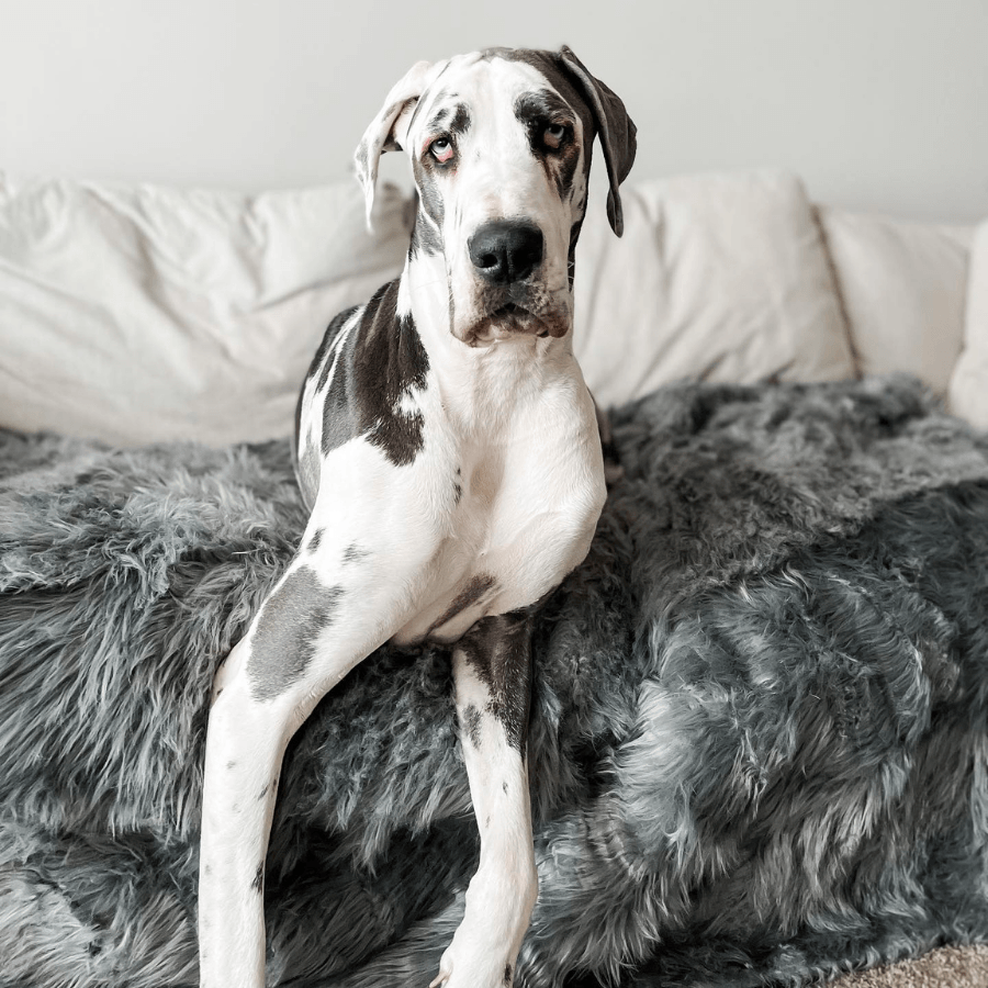 PupProtector™ Waterproof Throw Blanket - Charcoal Grey from Paw.com