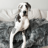 PupProtector™ Waterproof Throw Blanket - Charcoal Grey from Paw.com