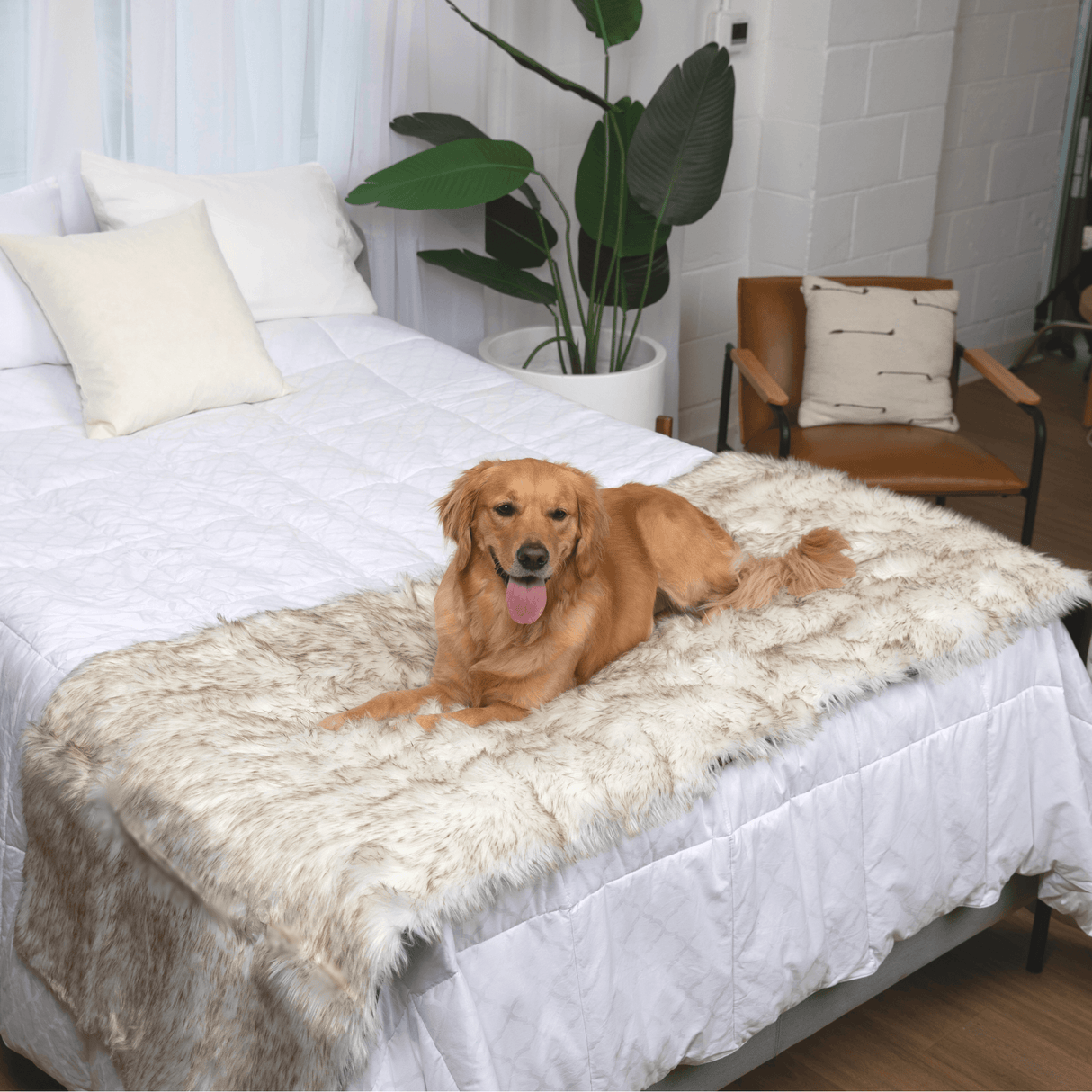 PupProtector™ Waterproof Bed Runner - White with Brown Accents from Paw.com