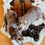 PupRug™ Animal Print Memory Foam Dog Bed - Brown Faux Cowhide From Paw.com