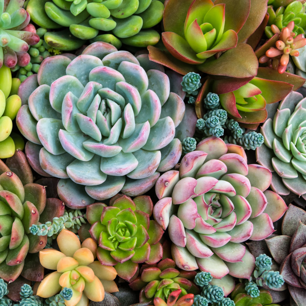 Sensitive Succulents From Pink Picasso Kits