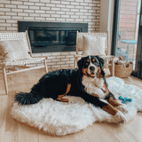 PupRug by Paw.com™ Faux Fur Orthopedic Dog Bed - Curve Polar White from Paw.com