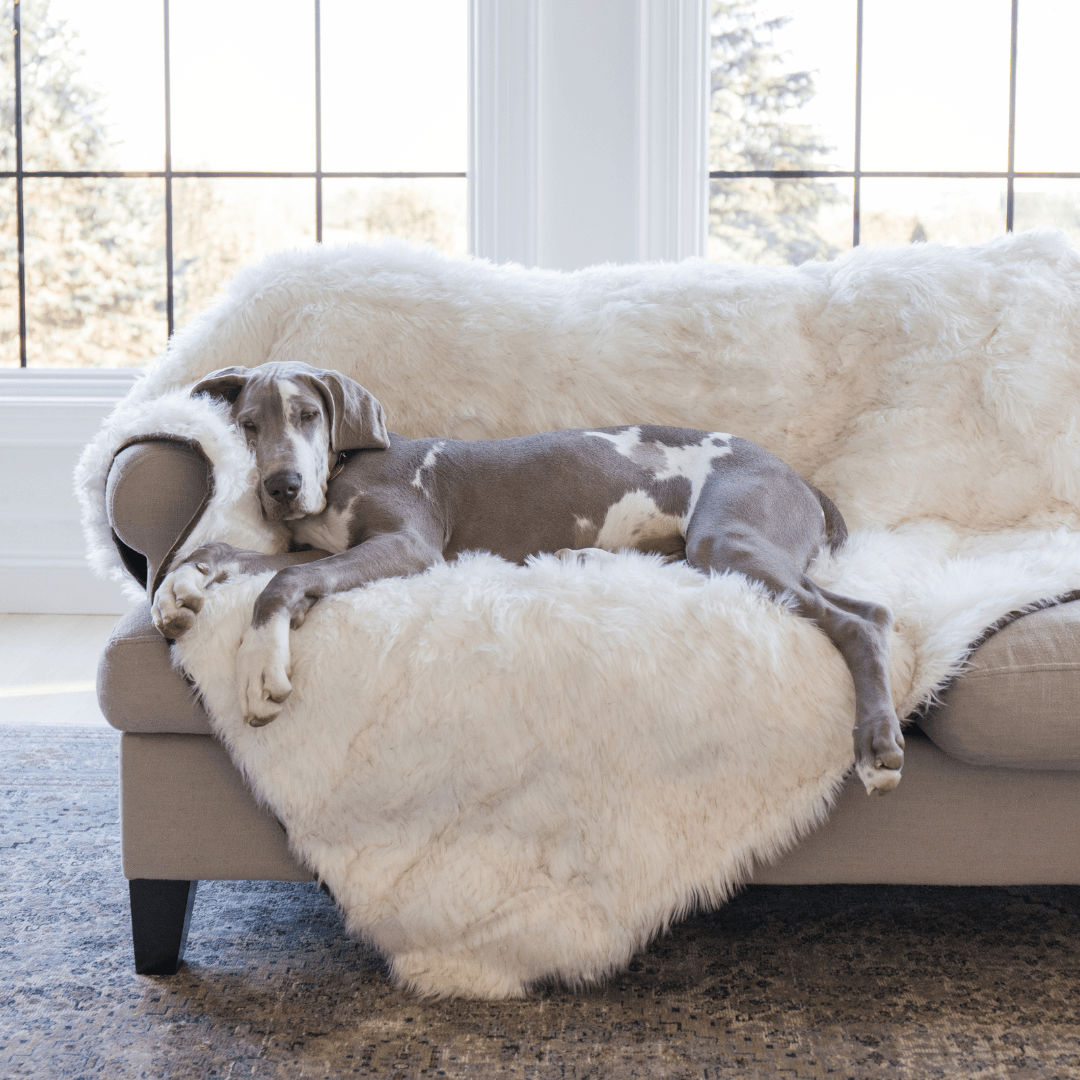 PupProtector™ Waterproof Throw Blanket - White with Brown Accents from Paw.com