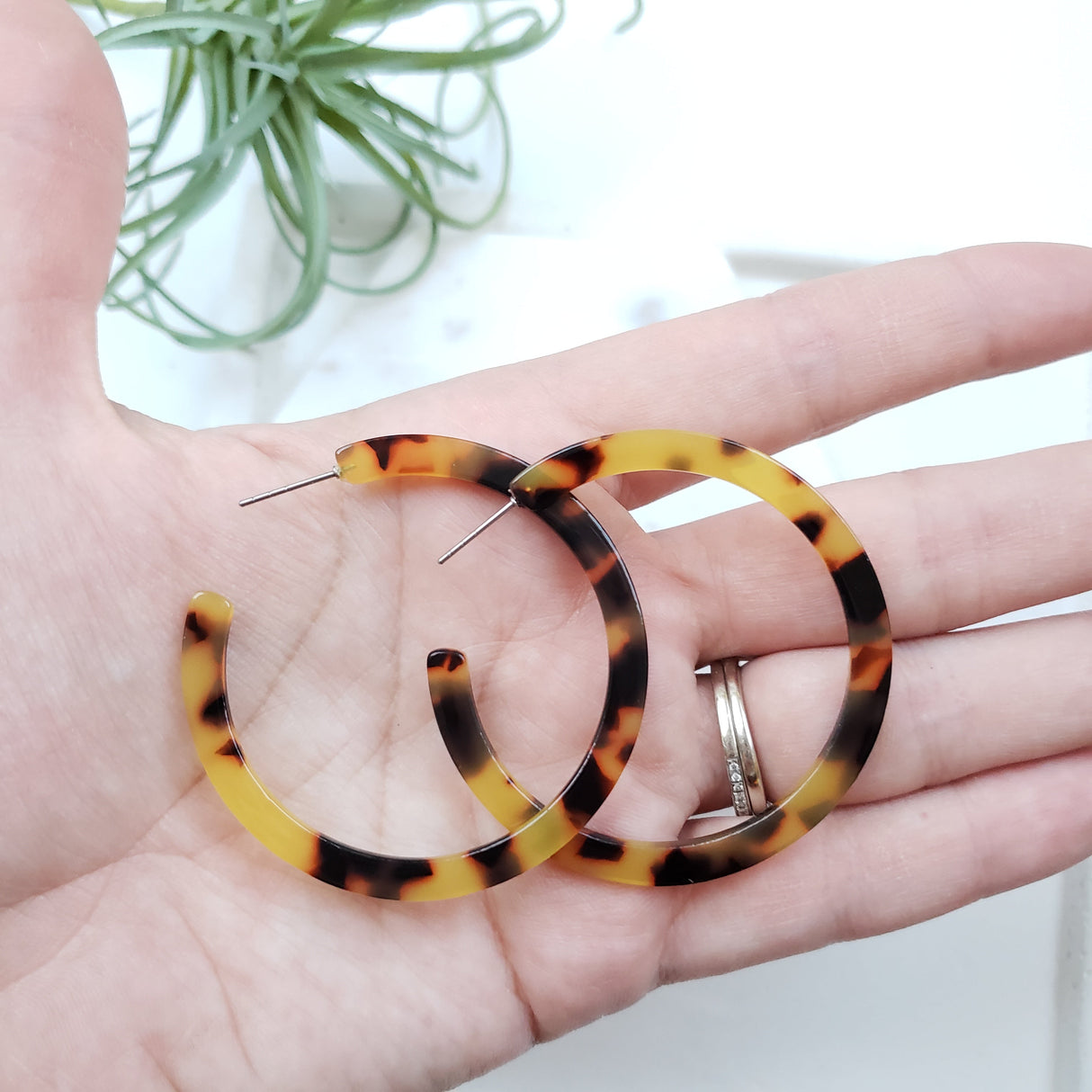 Cameron Hoops - Tortoise from Spiffy & Splendid