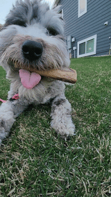 Ostrich Chunky Bones (4" x 2" - 2 Pack): The Long-Lasting, Flavor-Packed Bones for Small to Medium Dogs from Savannah Pet Food