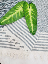 Throw Blanket,Sofa Cover, Cotton Throw Decoration in Aqua from EBRU Home