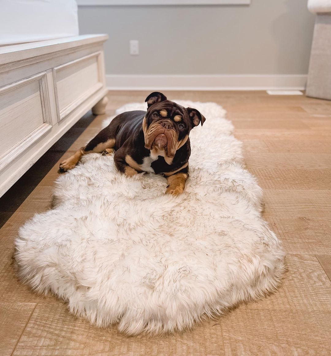 PupRug™ Runner Faux Fur Memory Foam Dog Bed - Curve White with Brown Accents From Paw.com