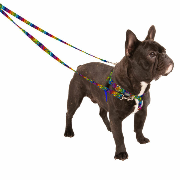 ROY G BIV Freedom No-Pull Dog Harness – EarthStyle from 2 Hounds Design