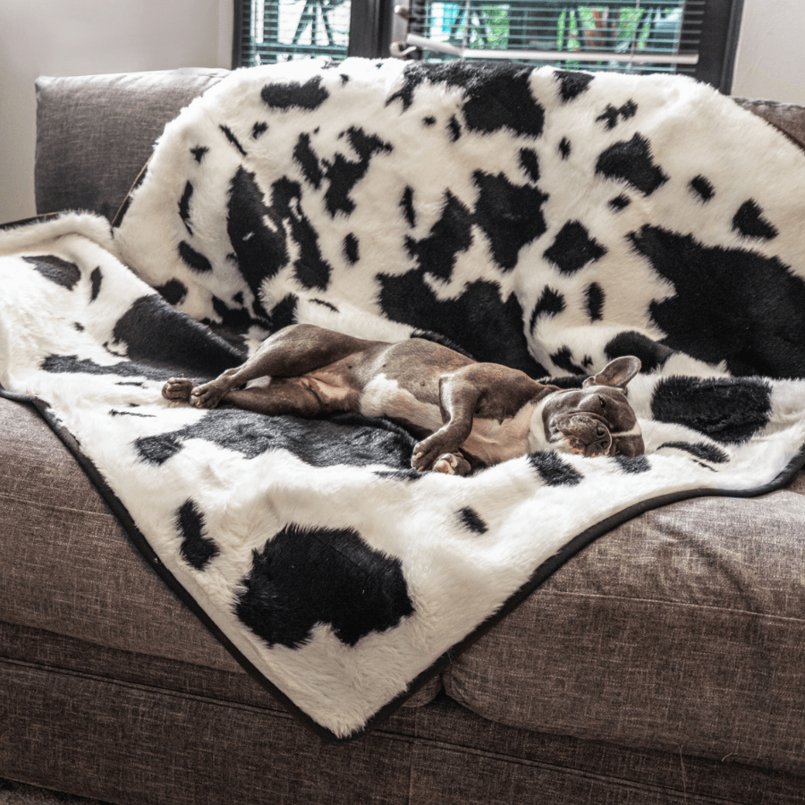 PupProtector™ Waterproof Throw Blanket - Black Faux Cowhide from Paw.com