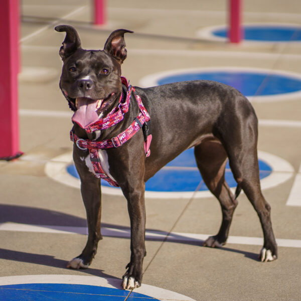 Love Graffiti Red Freedom No-Pull Dog Harness – Earthstyle from 2 Hounds Design