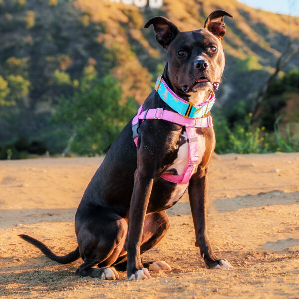 Rose Pink Freedom No-Pull Dog Harness from 2 Hounds Design