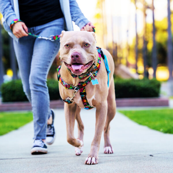Paper Flags Freedom No-Pull Dog Harness – EarthStyle from 2 Hounds Design