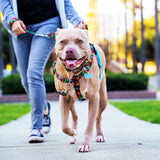 Paper Flags Freedom No-Pull Dog Harness – EarthStyle from 2 Hounds Design