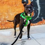 Neon Green Freedom No-Pull Dog Harness from 2 Hounds Design