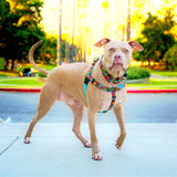 Paper Flags Freedom No-Pull Dog Harness – EarthStyle from 2 Hounds Design