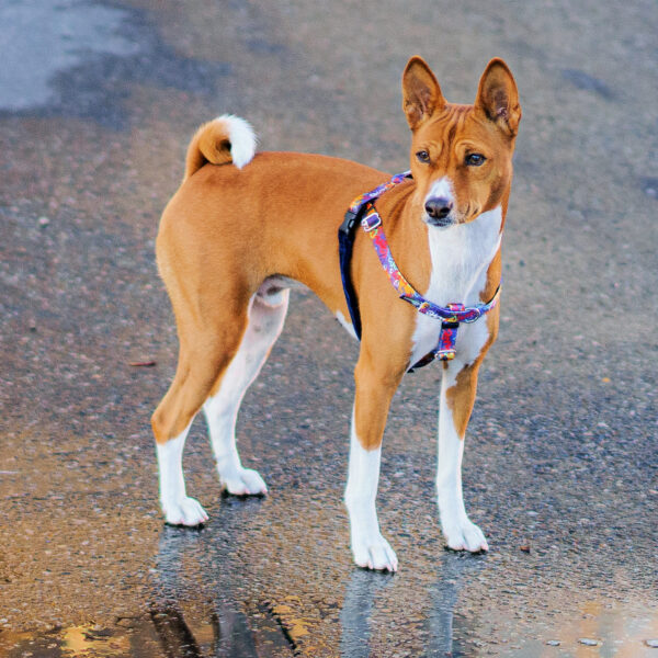 Love Graffiti Blue Freedom No-Pull Dog Harness – Earthstyle from 2 Hounds Design