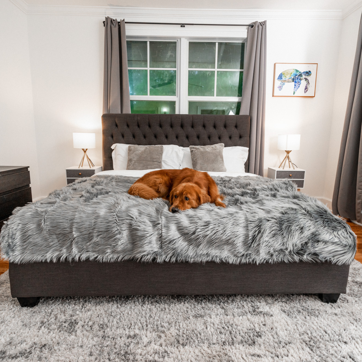 PupCloud™ Human-Size Dog Bed + Matching Waterproof Blanket Bundle - Charcoal Grey from Paw.com