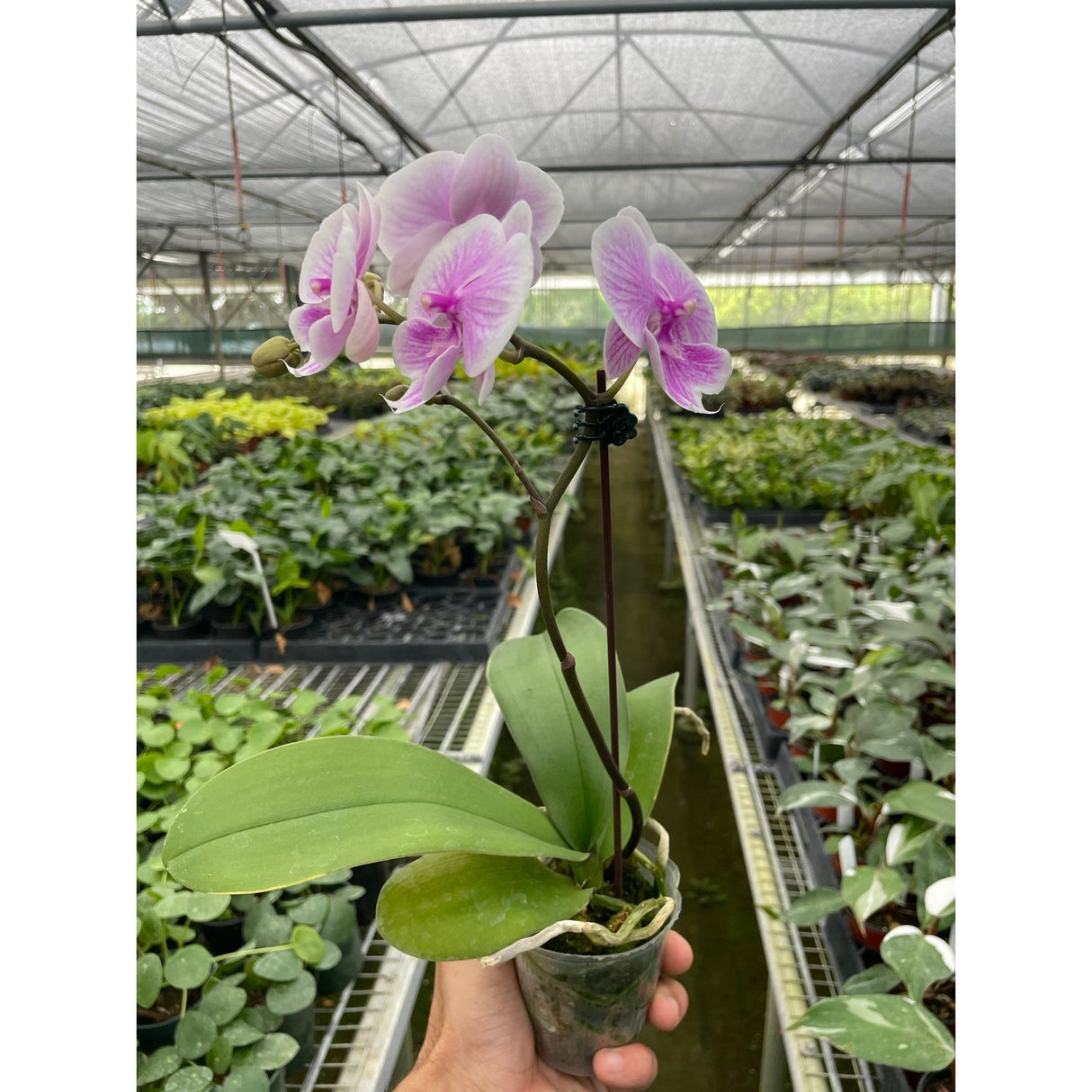 Orchid 'Light Pink Phalaenopsis' from House Plant Shop