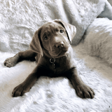PupProtector™ Summer Short Fur Waterproof Throw Blanket - Polar White from Paw.com
