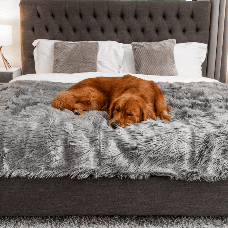 PupProtector™ Waterproof Throw Blanket - Charcoal Grey from Paw.com