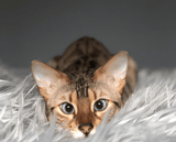 CatNap™ Anti-Scratch & Waterproof Throw Blanket - Grey from Paw.com