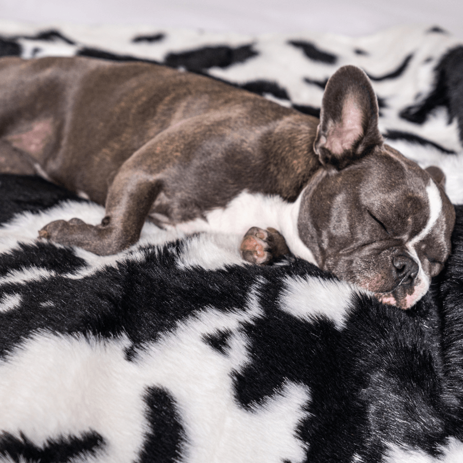 PupProtector™ Waterproof Throw Blanket - Black Faux Cowhide from Paw.com