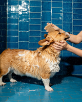 Nourishing Dog Shampoo Bar from Springer