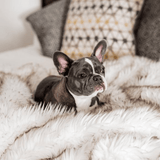 PupProtector™ Waterproof Throw Blanket - White with Brown Accents from Paw.com
