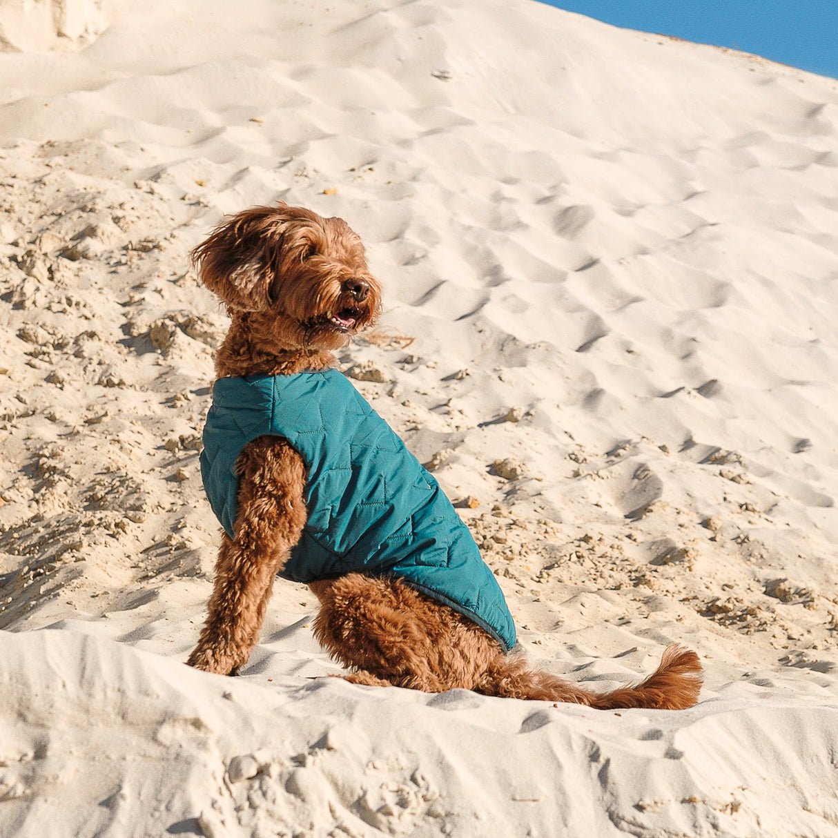 Sustainable Eco-Friendly Dog Jacket / Vest - Made in Ukraine from Bonne et Filou