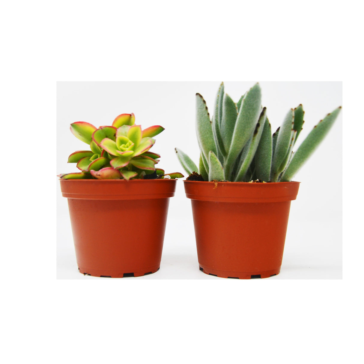 Two Succulent Variety Pack / 4" Pot / Live Home and Garden Plant From House Plant Shop