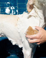 Nourishing Dog Shampoo Bar from Springer