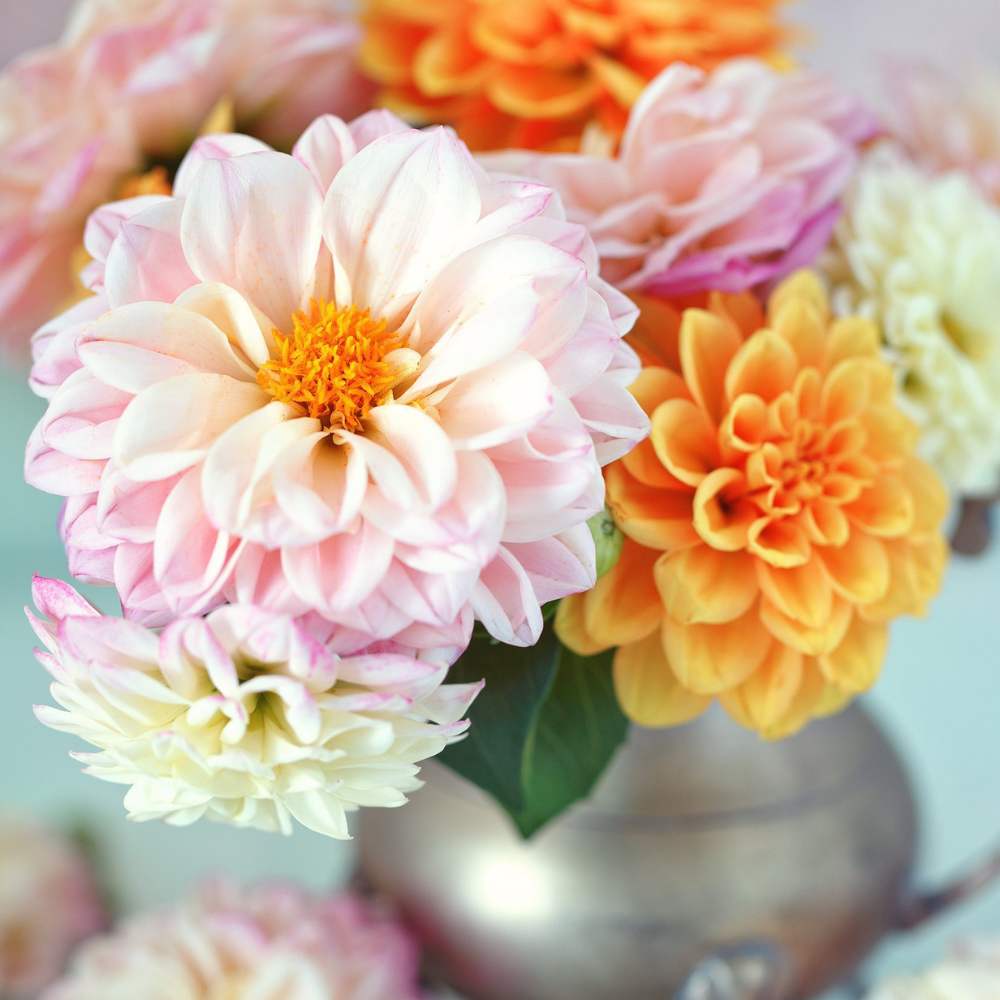 Darling Dahlia From Pink Picasso Kits