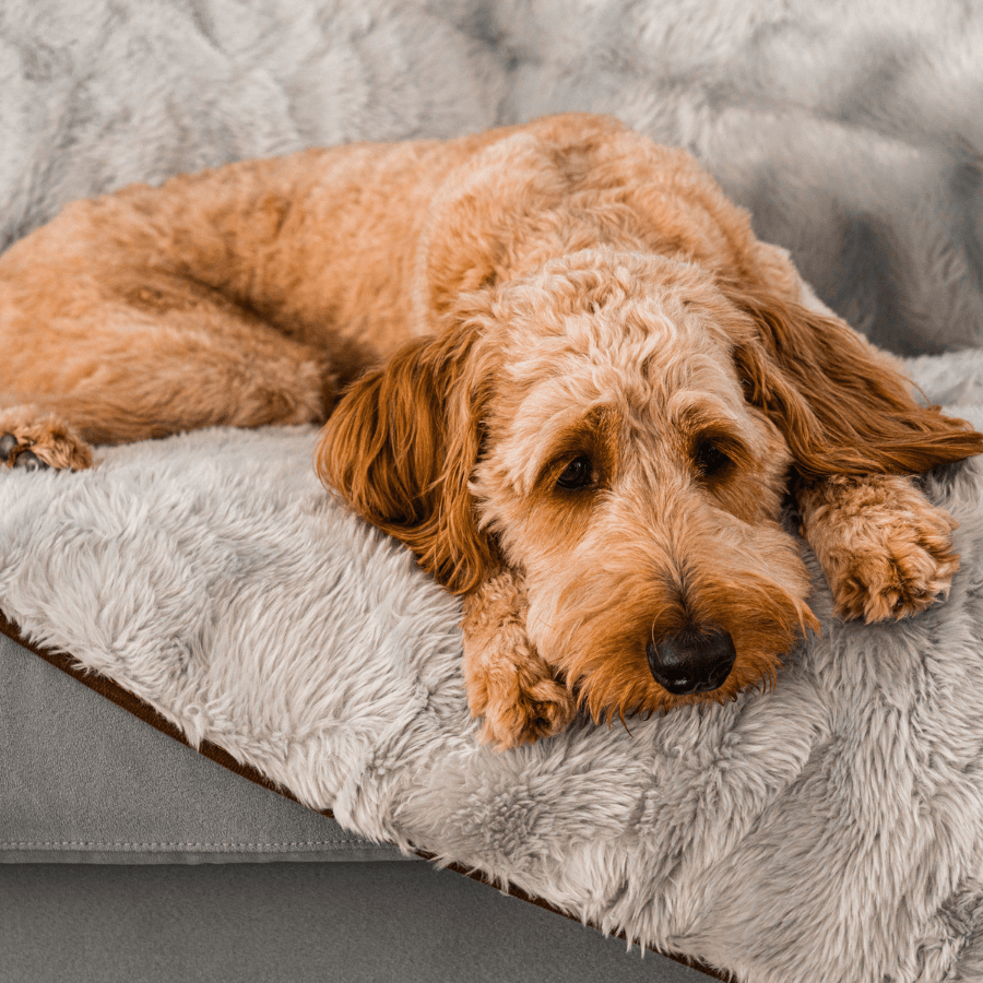 PupProtector™ Summer Short Fur Waterproof Throw Blanket - Grey from Paw.com