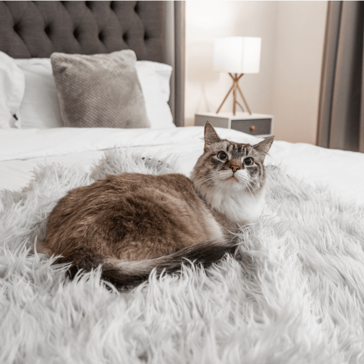 CatNap™ Anti-Scratch & Waterproof Throw Blanket - Grey from Paw.com