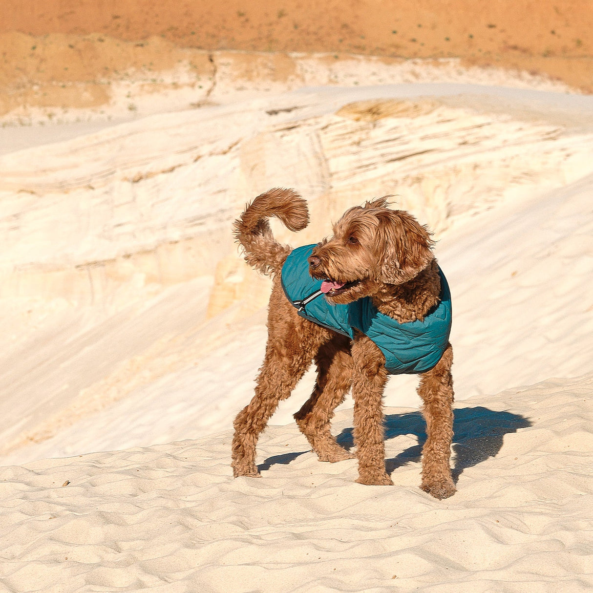 Sustainable Eco-Friendly Dog Jacket / Vest - Made in Ukraine from Bonne et Filou