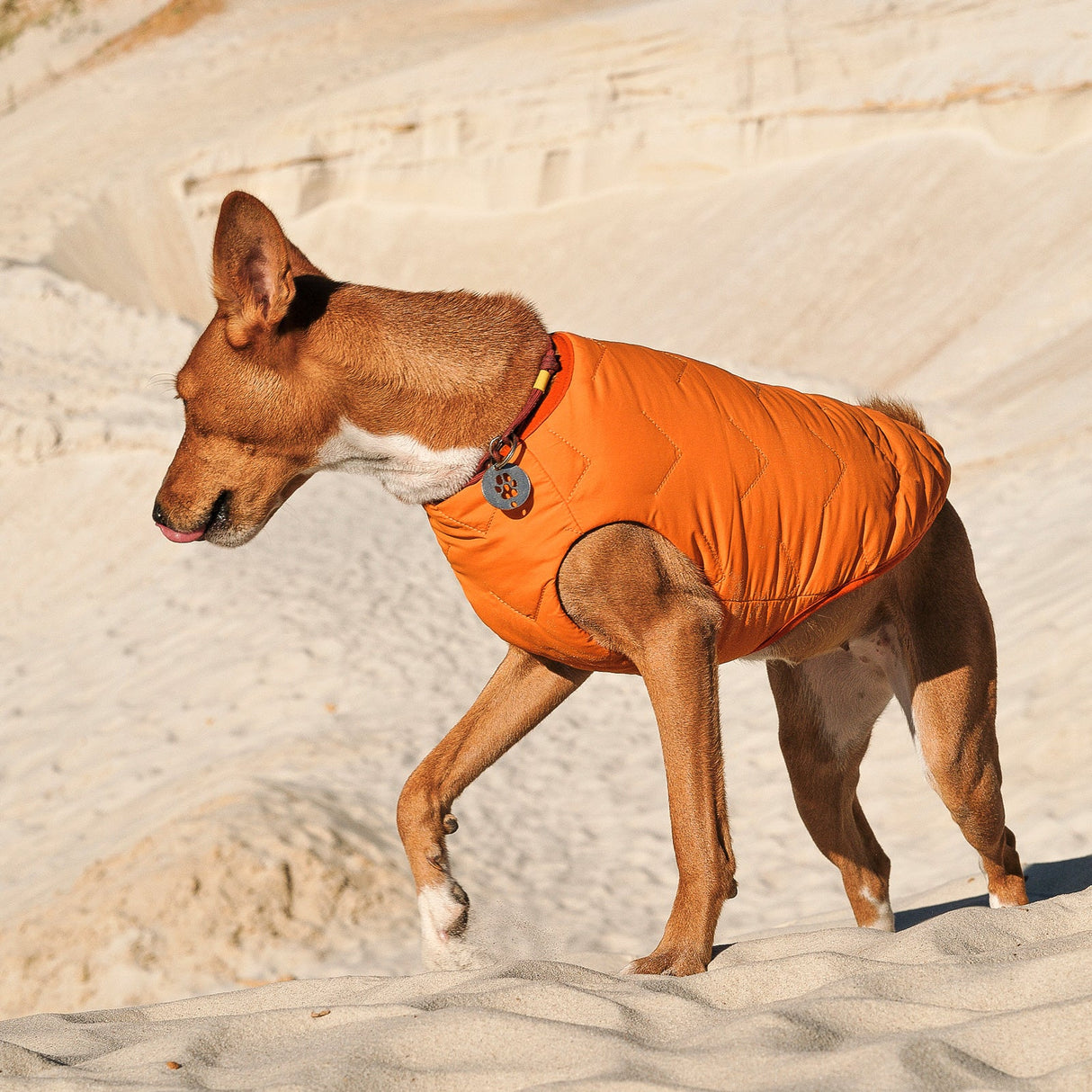 Sustainable Eco-Friendly Dog Jacket / Vest - Made in Ukraine from Bonne et Filou