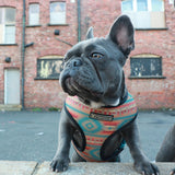 Frenchie Duo Reversible Harness - Wild West from Frenchie Bulldog