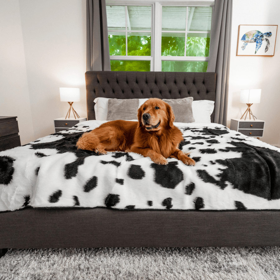 PupProtector™ Waterproof Throw Blanket - Black Faux Cowhide from Paw.com