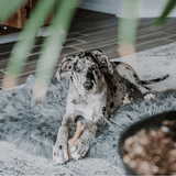PupRug by Paw.com™ Faux Fur Orthopedic Dog Bed - Curve Charcoal Grey from Paw.com