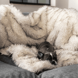 PupProtector™ Waterproof Throw Blanket - White with Brown Accents from Paw.com