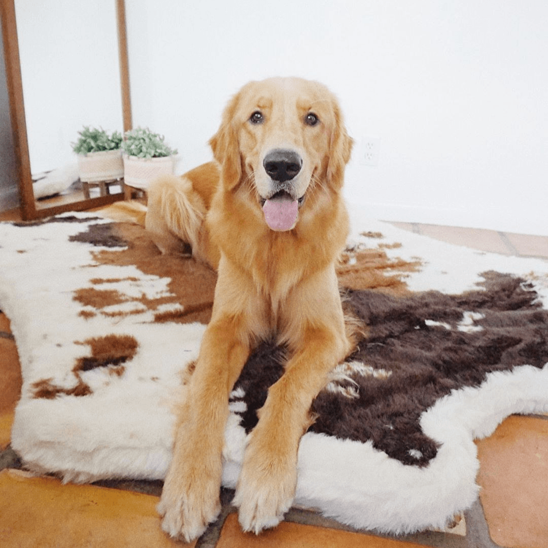 PupRug™ Animal Print Memory Foam Dog Bed - Brown Faux Cowhide From Paw.com
