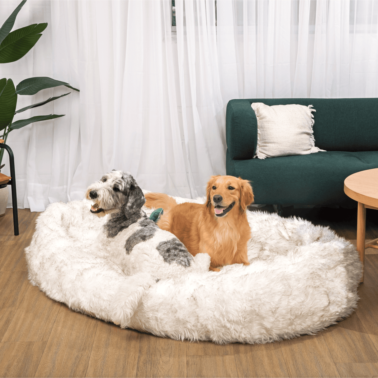 PupCloud™ Human-Size Faux Fur Memory Foam Dog Bed - White with Brown Accents From Paw.com